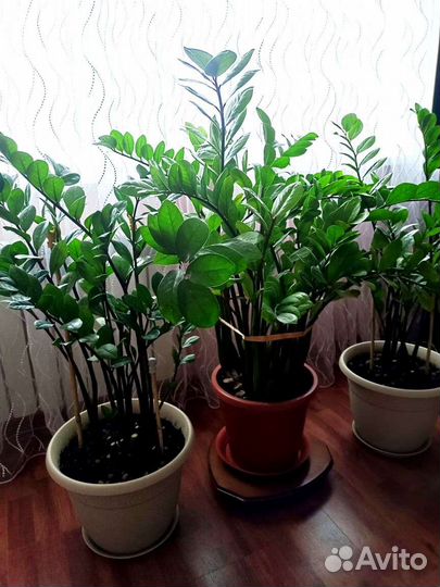 Замиокулькас