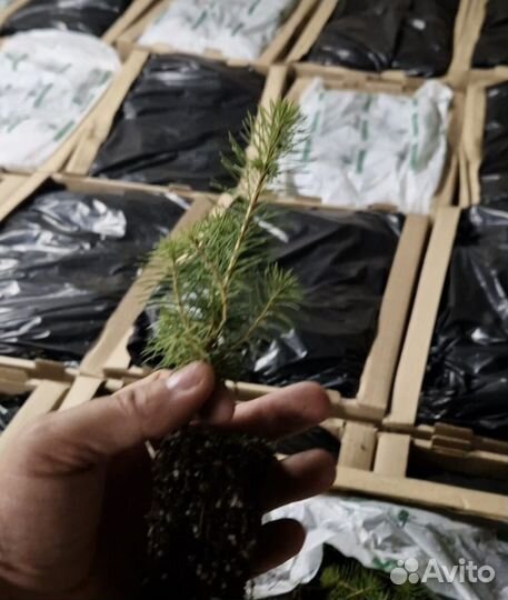 Саженцы сосны обыкновенной зкс опт