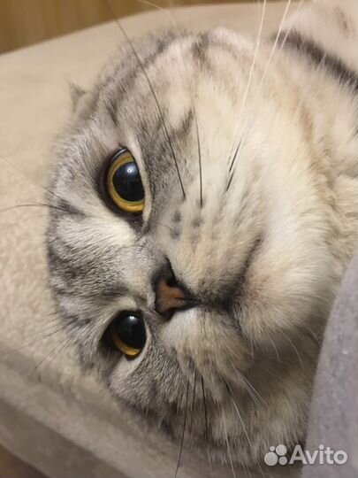 Вязка Котик ищет девочку)