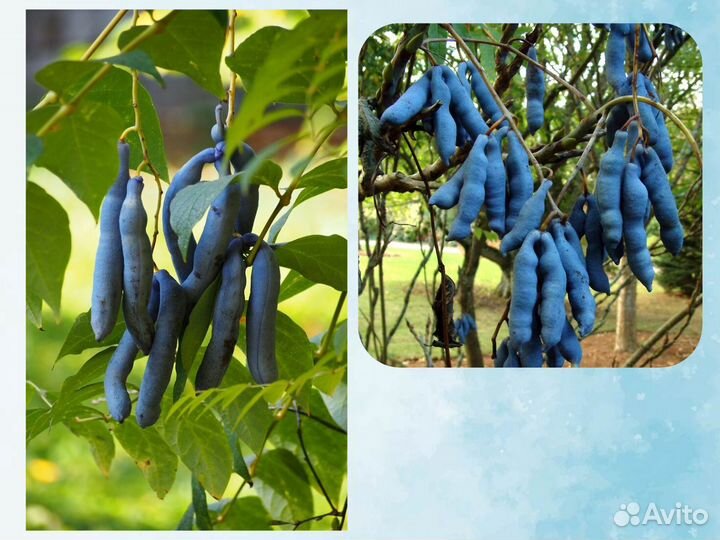 Декенея Фаргеза