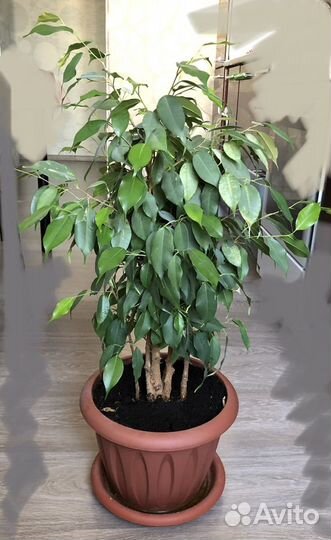 Фикус бенджамина