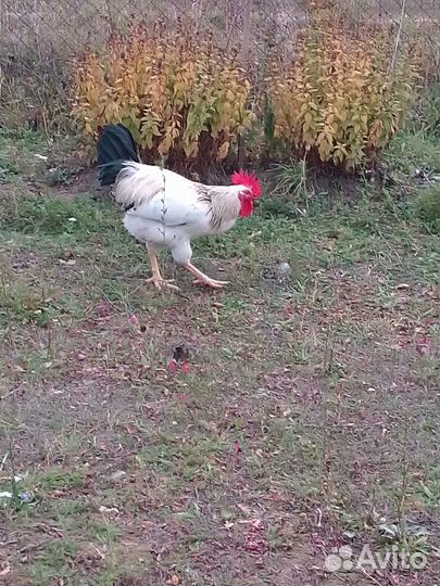 Петухи доминанты