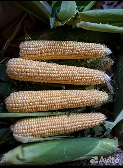 Сладкая кукуруза