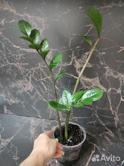 Замиокулькас