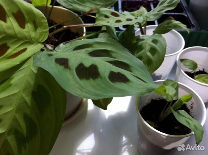 Маранта керховена