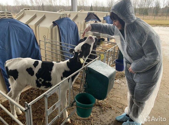 Бычки и телята