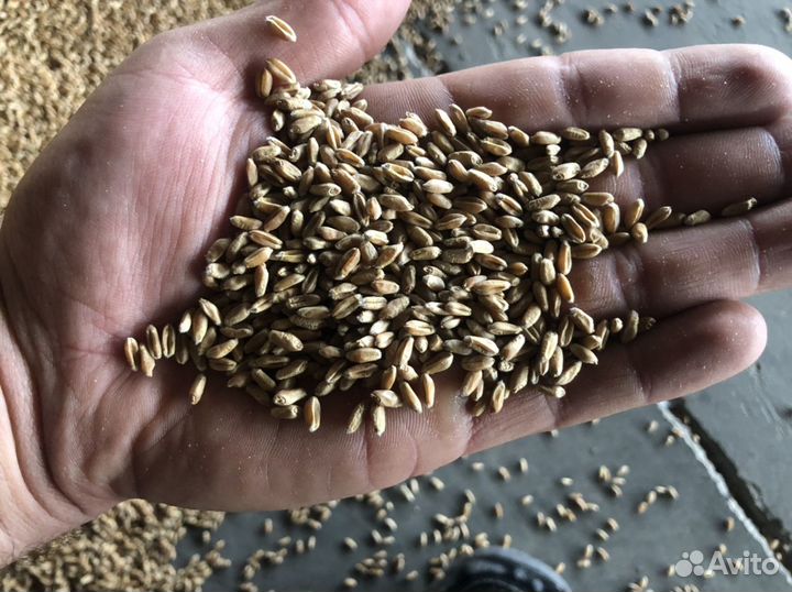 Семена оз пшеницы