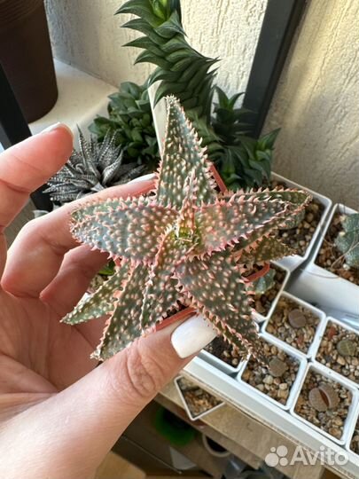 Коллекционные культивары и гибриды алоэ