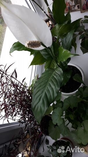 Спатифиллюм, женское счастье