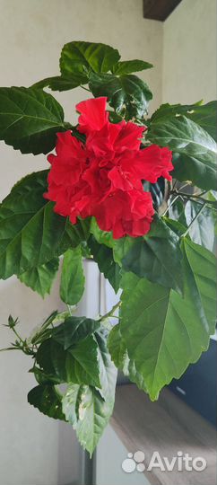 Гибискус китайский