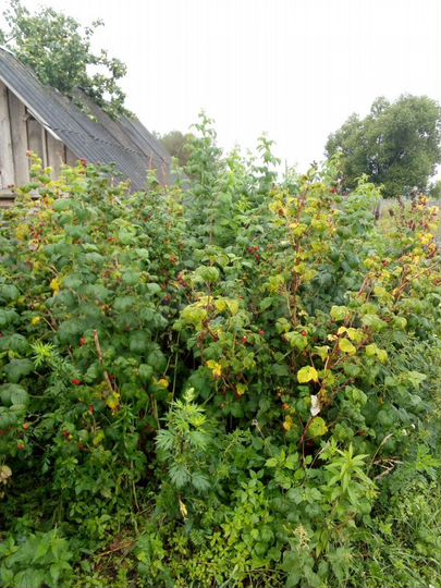 Дом 54 м² на участке 77 сот.