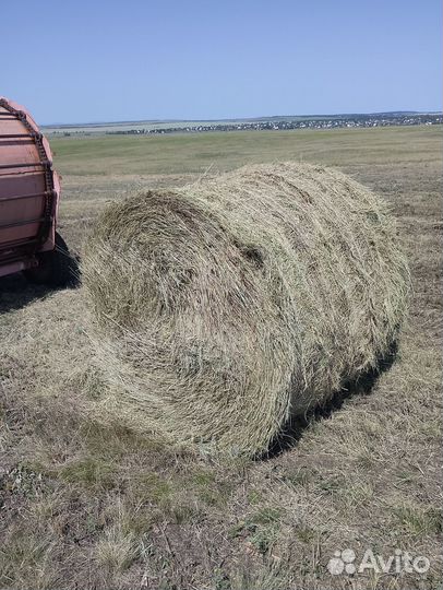Продам сено в рулонах 2023