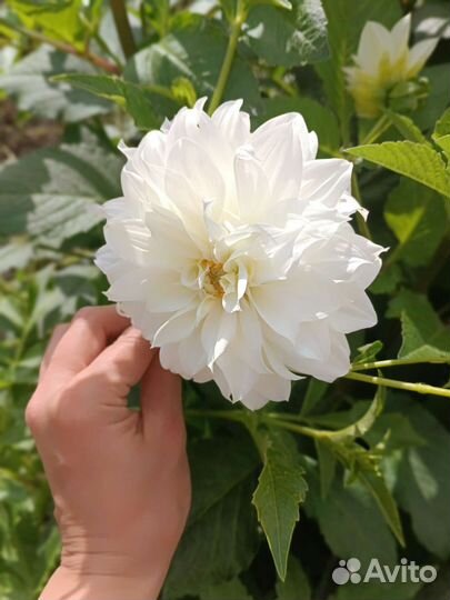 Георгины клубни