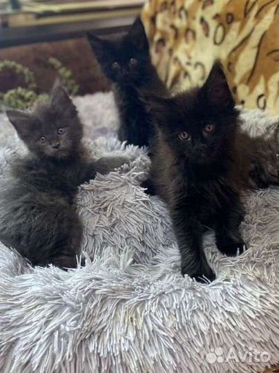 Котята мейн-кун