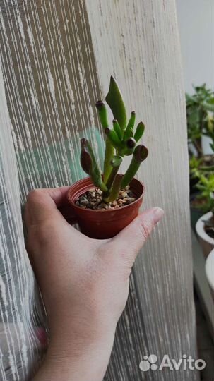 Крассула коралл