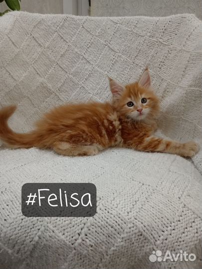 Котята мейн-кун чистопородные