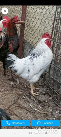 Петух молодой