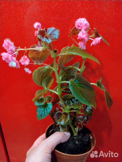 Бегония вечноцветущая махровая