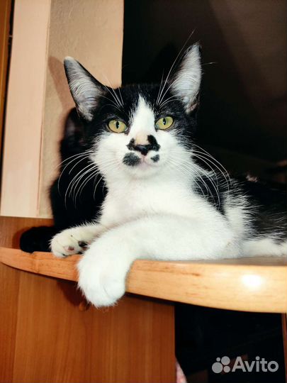 Кошка в дар бесплатно