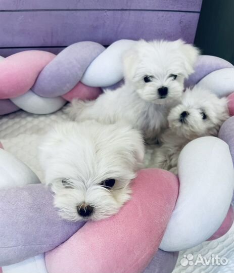 Мальтийскиие болонки