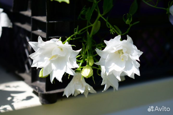 Семена кампанулы. 10 шт