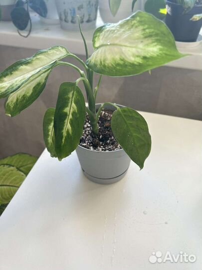 Диффенбахия Камилла