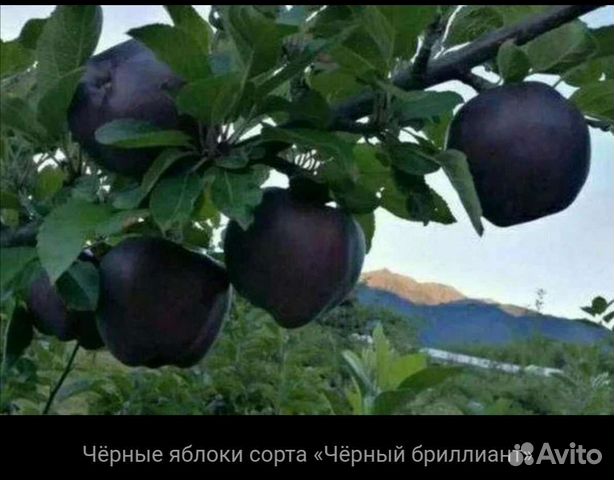 Саженцы яблони Чёрный бриллиант купить в Мичуринске | Товары для дома и ...