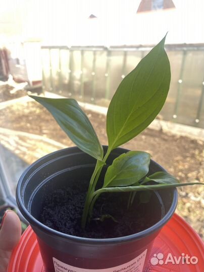 Спатифиллум