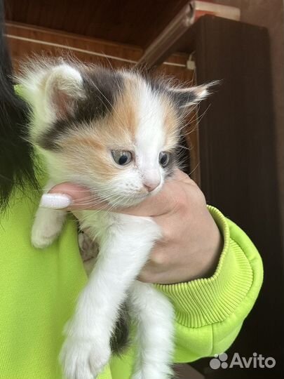 Котенок (девочка)