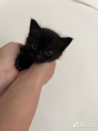 Чёрные котята