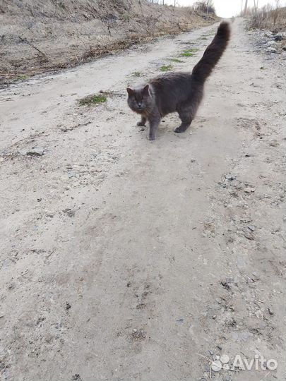 Отдам Кошку в добрые руки