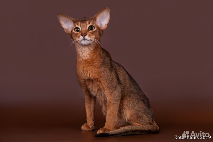 Абиссинские котята