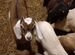 Англо нубийский козел.Вязка.Требуются невесты