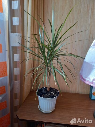 Драцена-комнатные цветы