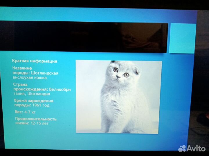 Презентация в power point на заказ