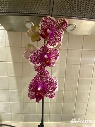 Орхидея