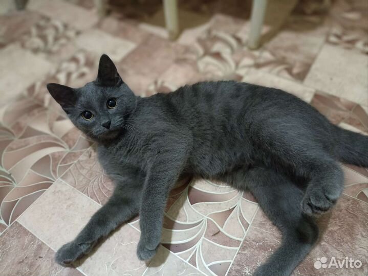 Британские котята