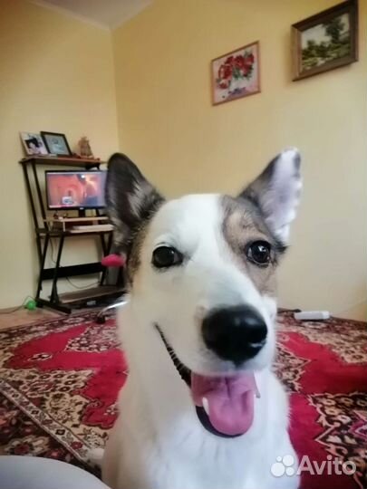 Собака в добрые руки отдам бесплатно