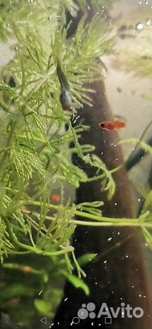 Улитки, мальки, гуппи