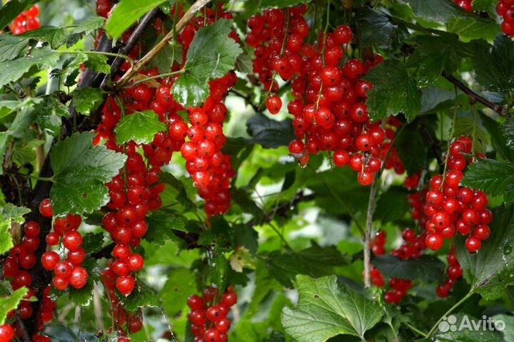 Саженцы плодовых деревьев