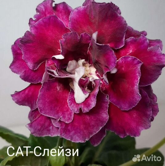 Укоренённые листики глоксиний