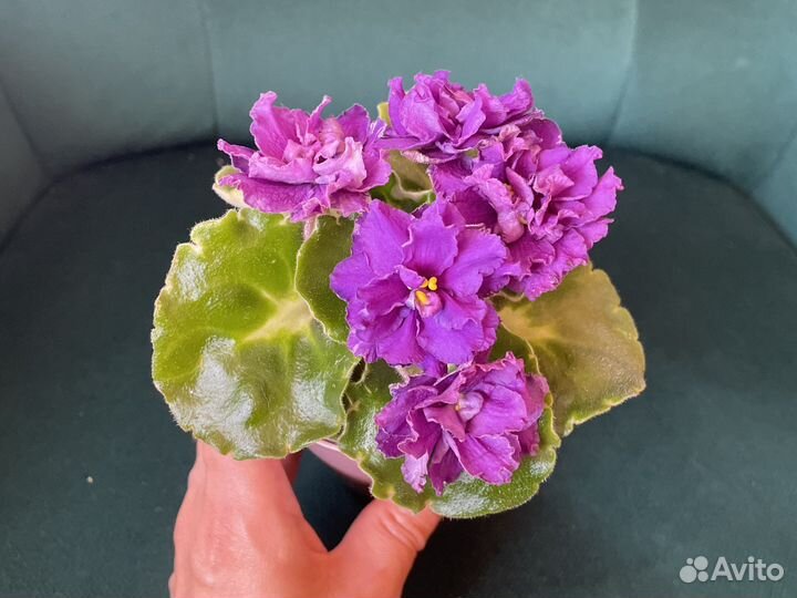 Сортовые фиалки