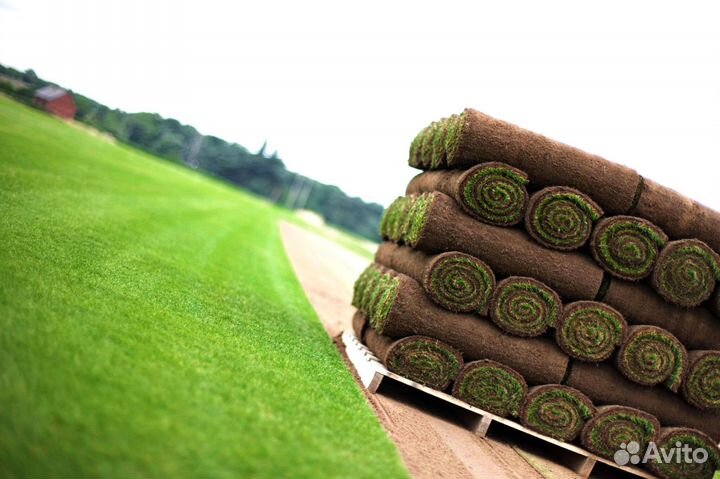 Рулонный газон под ключ