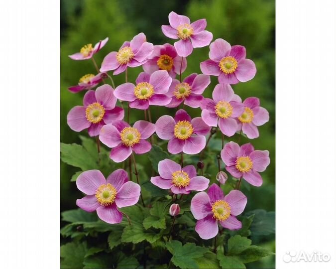 Анемона японская Praecox