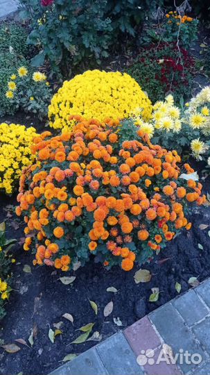 Укорененные отростки