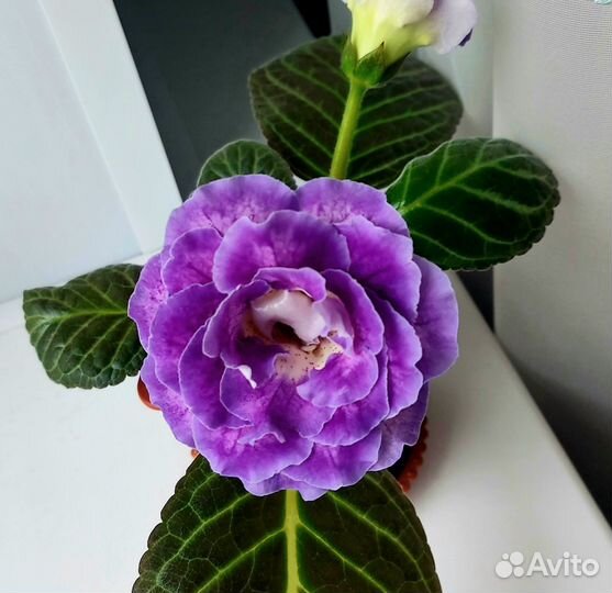 Глоксиния, горшок