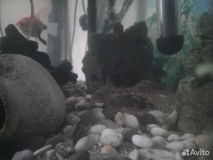 Аквариумные рыбки