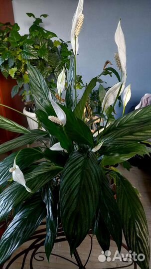 Спатифиллум, Орхидеи, Алоказии и др