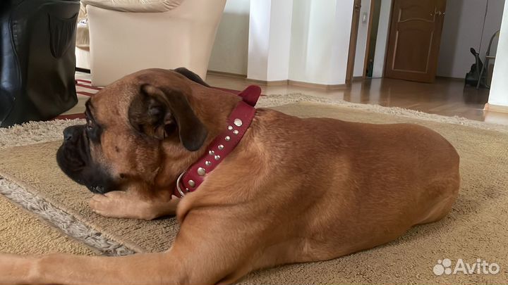 Боксер в добрые руки бесплатно