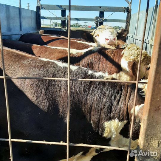Скотовов,Перевозки грузов